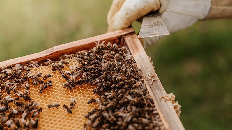 bee hives with honeycomb