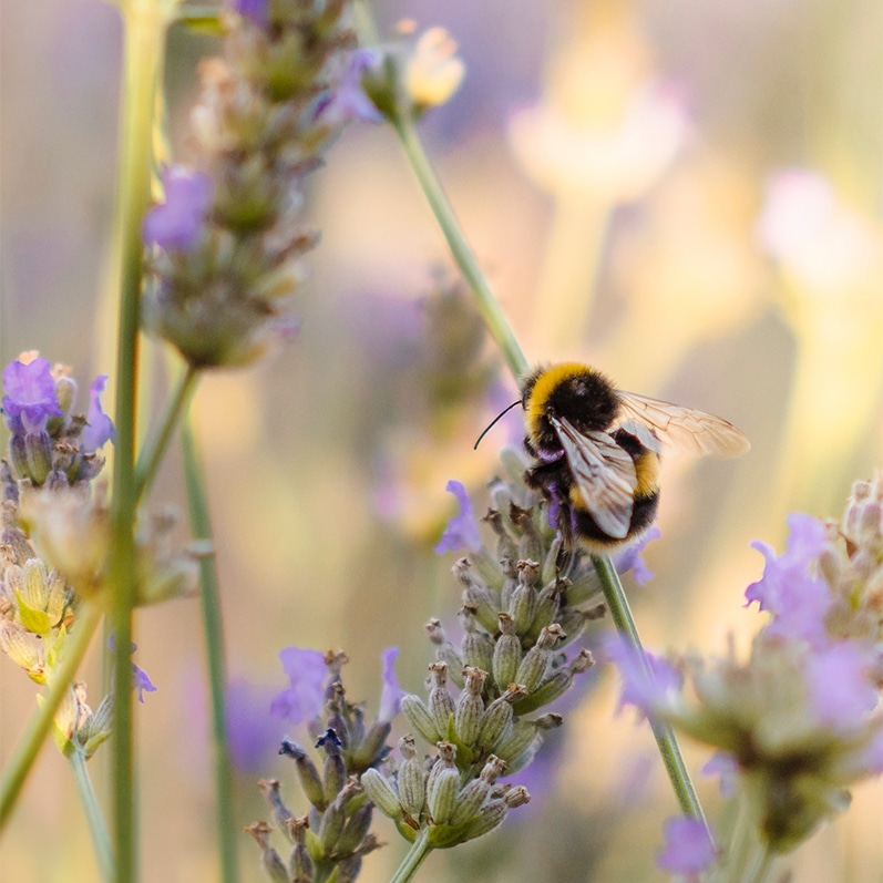 bee gathering pollen