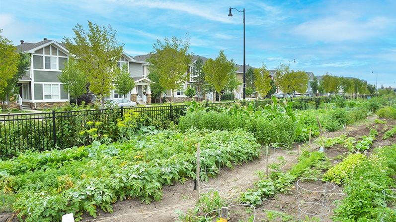 Conseils pour rendre votre cour accueillante pour les pollinisateurs